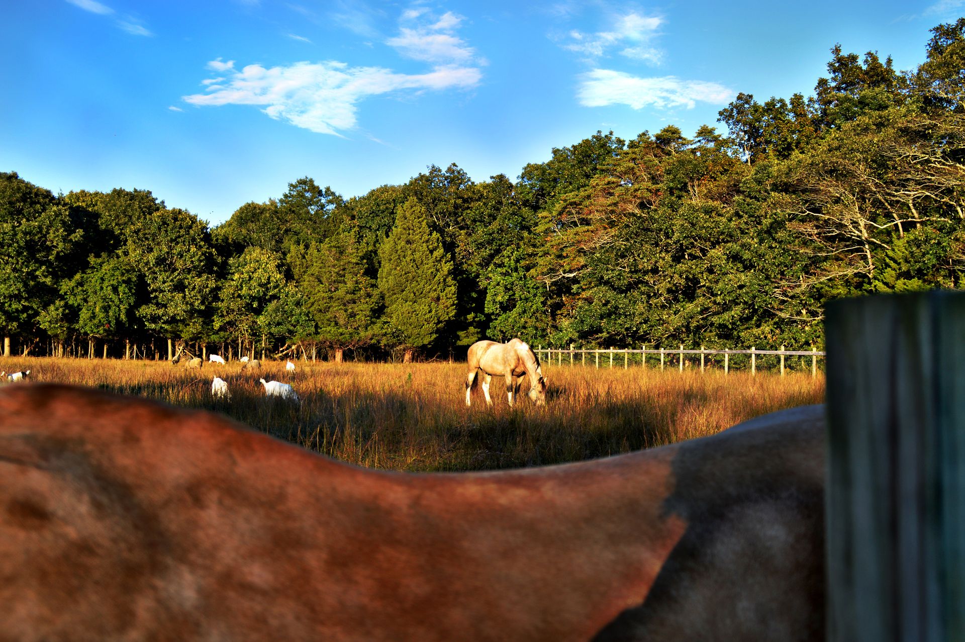 Adult Tan Horse on Grass Field