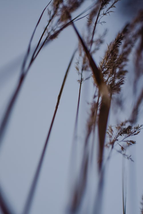 Close-up of Dry Grass against a Cloudy Sky 