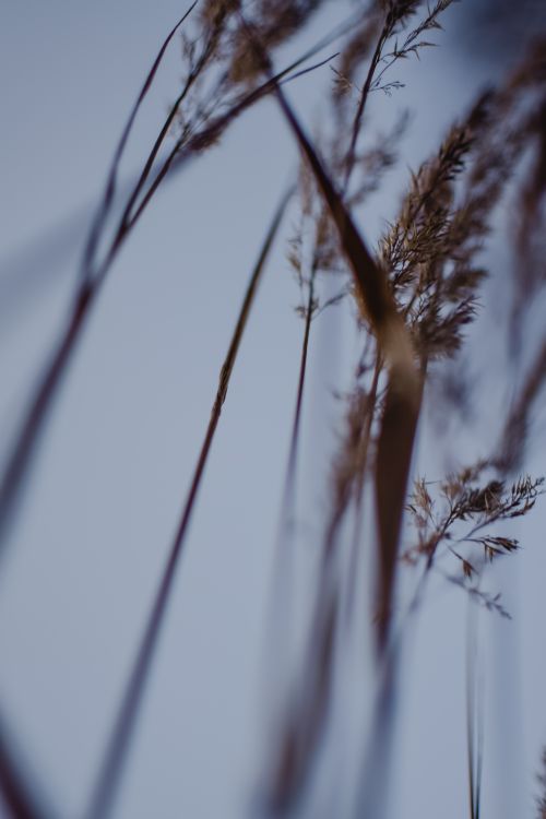 Free Artistic close-up of dry grass stalks against a cloudy sky in Helsinki. Stock Photo