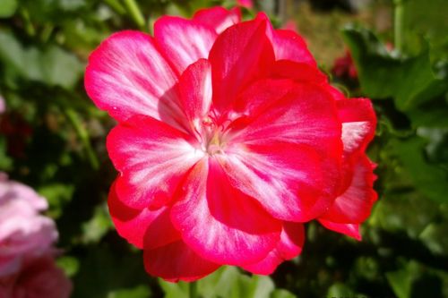 Free stock photo of garden Stock Photo