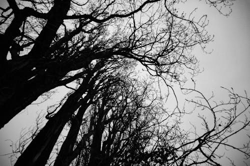 Foto d'estoc gratuïta de a l'aire lliure, angle baix, arbre