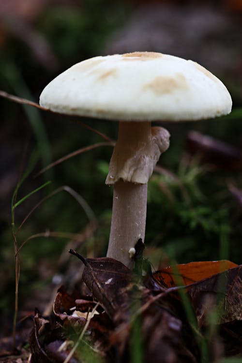 Free White Mushroom on Brown Dried Leaves Stock Photo