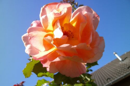 Free stock photo of rose bloom Stock Photo