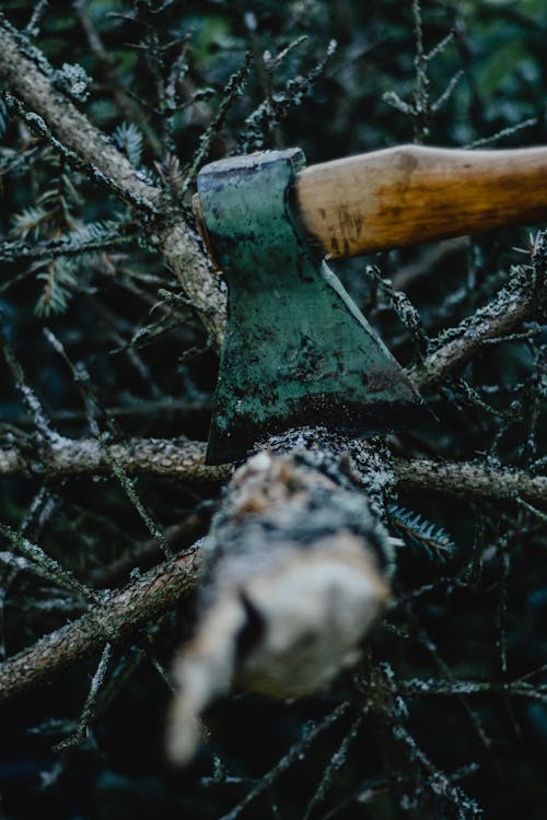 Free Close-up of an Axe on a Branch Stock Photo