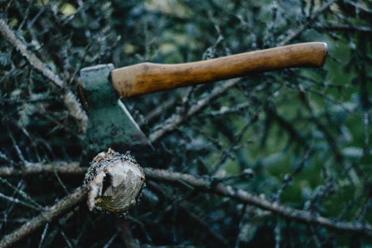 Hatchet On A Tree Branch