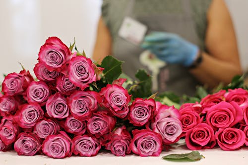 Free Pink Roses in Bloom on the Table Stock Photo