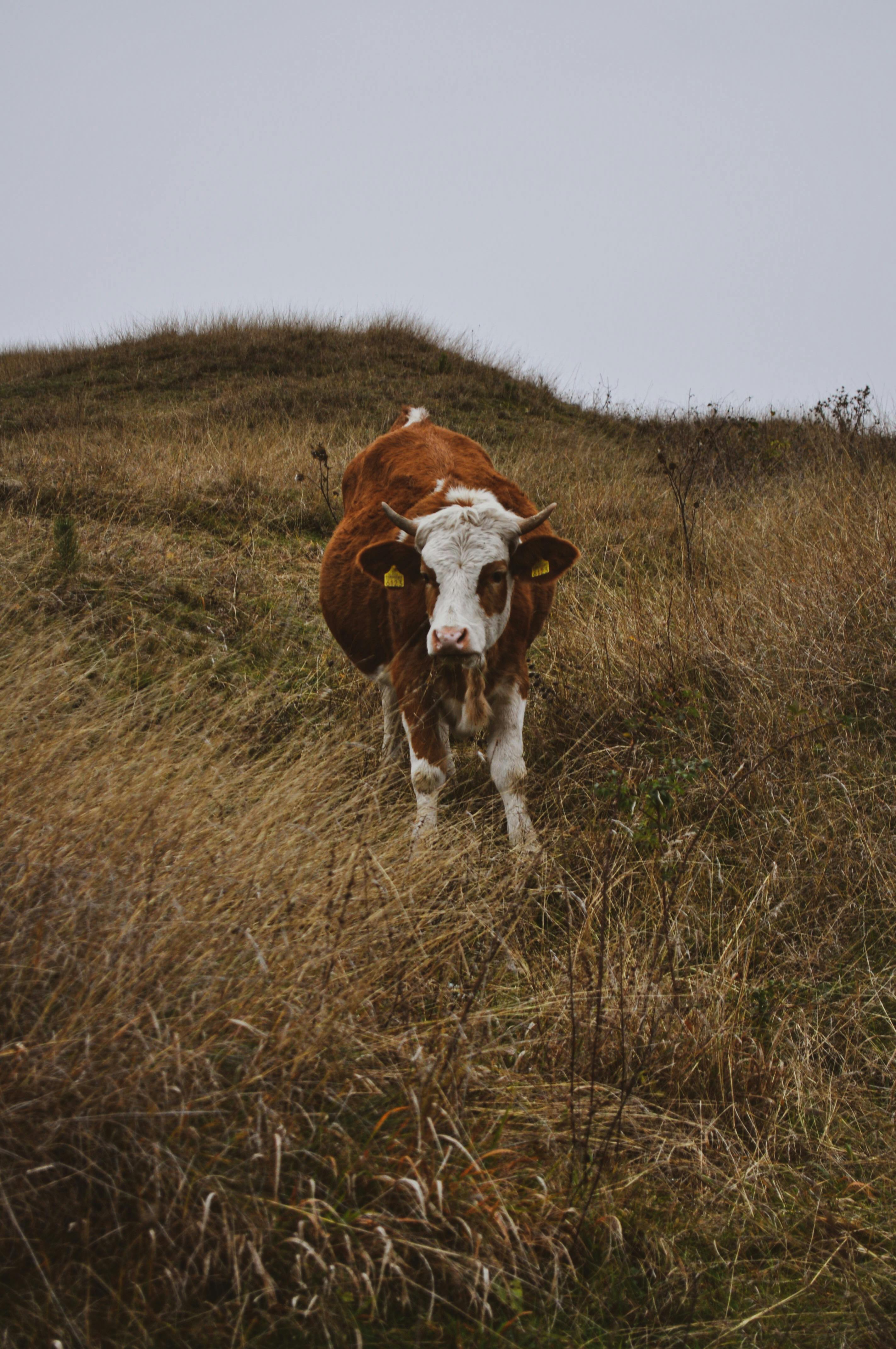 brown cow standing on grass field