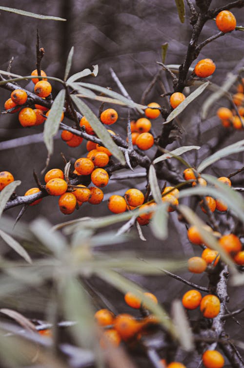 Orange Berries on Tree Branches