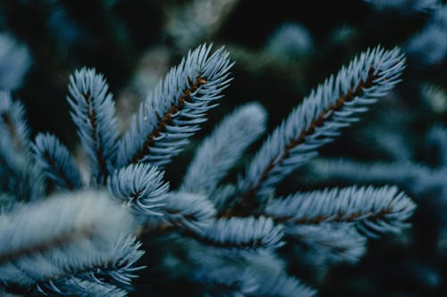 Green Pine Leaves in Close Up Photography