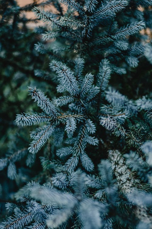 Groene Pijnboomboom Die Met Sneeuw Wordt Bedekt