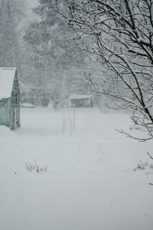 Free A serene winter scene in Estonia featuring heavy snowfall and snow-covered branches. Stock Photo
