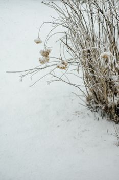 雪覆盖的爱沙尼亚冬季植物特写