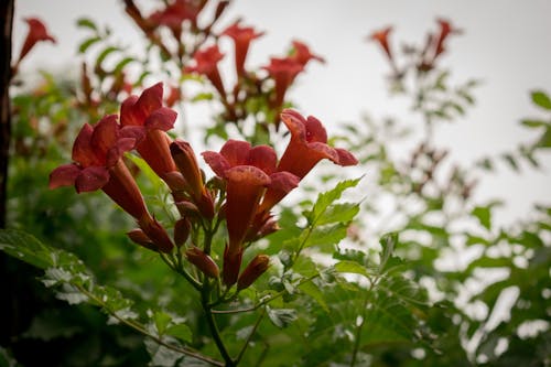 คลังภาพถ่ายฟรี ของ คนรักธรรมชาติ, ดอกไม้สีแดง, วอลล์เปเปอร์ 4k