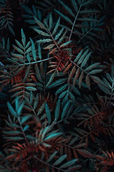 A close-up of vibrant autumn fern leaves with hues of red and green on a black background.
