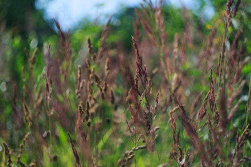 Free stock photo of cereal, depth of field, grass