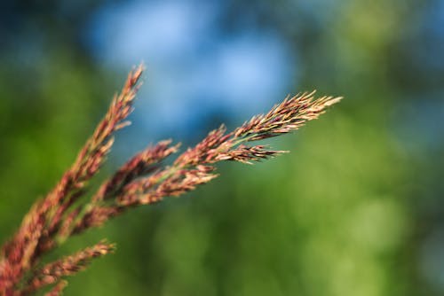 Free stock photo of cereal, depth of field, grass