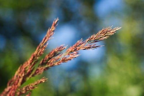 Free stock photo of cereal, depth of field, grass