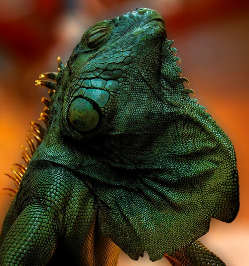 Green and Brown Bearded Dragon