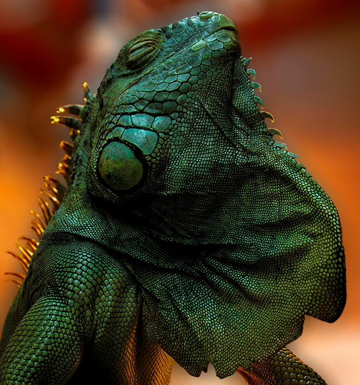 Green and Brown Bearded Dragon