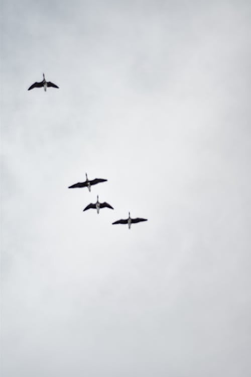 Flying Birds on Clear Sky
