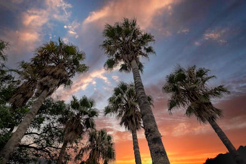 低角度拍攝, 日落, 棕櫚樹 的 免费素材图片