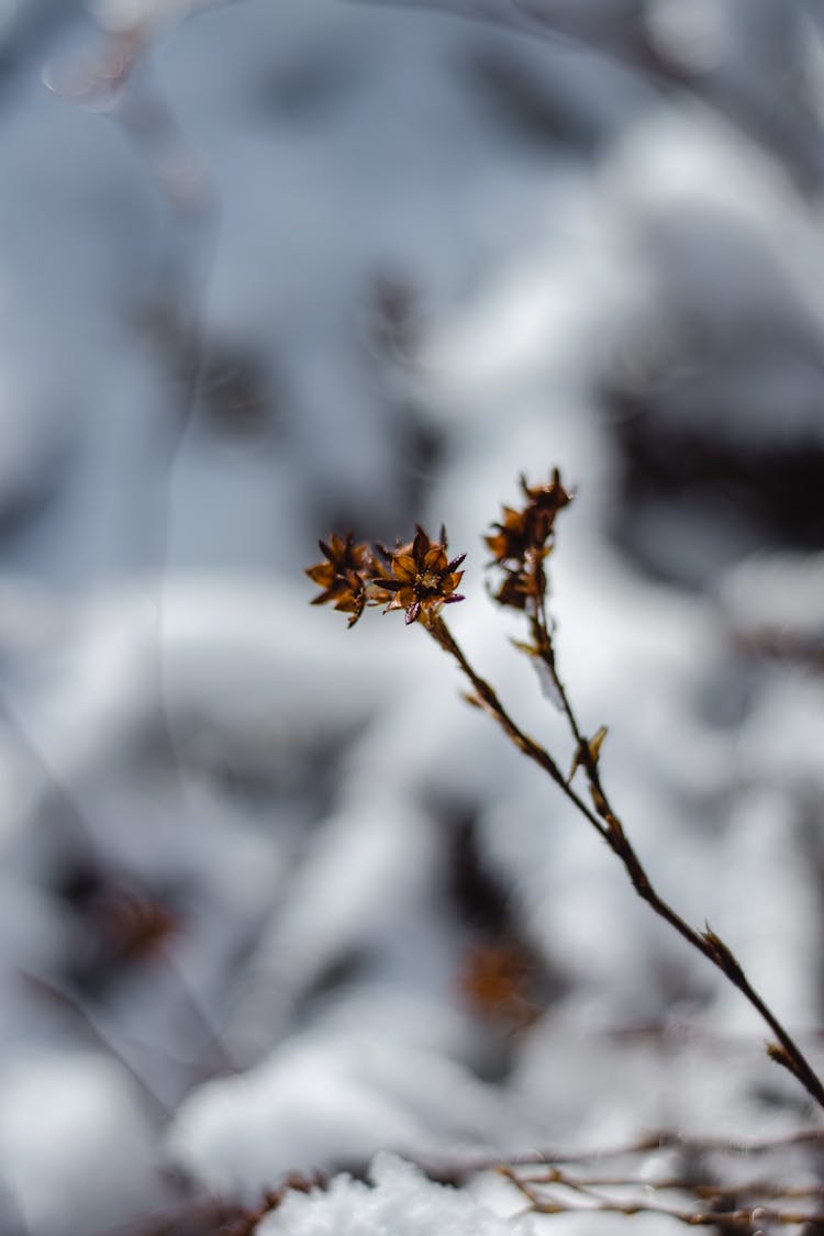 Close-up Photo Of Tiny Flowers