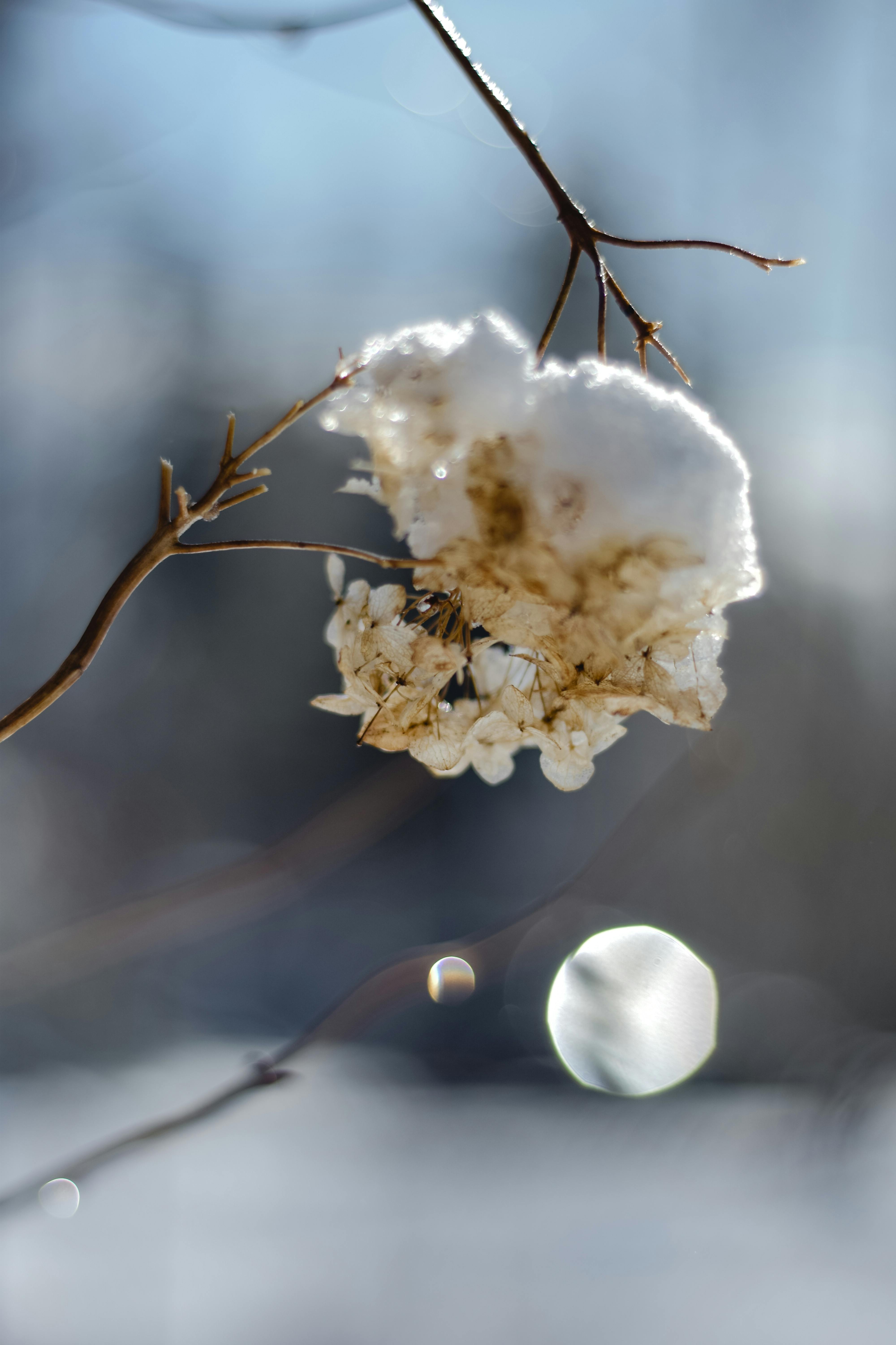 爱沙尼亚的冬天，一朵被雪覆盖的干花通过微距拍摄，展现了自然之美