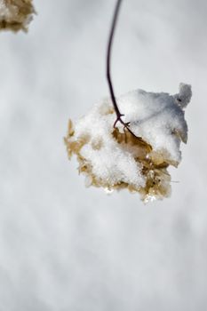 A detailed view of a snow-covered dry flower branch in Estonia's winter.