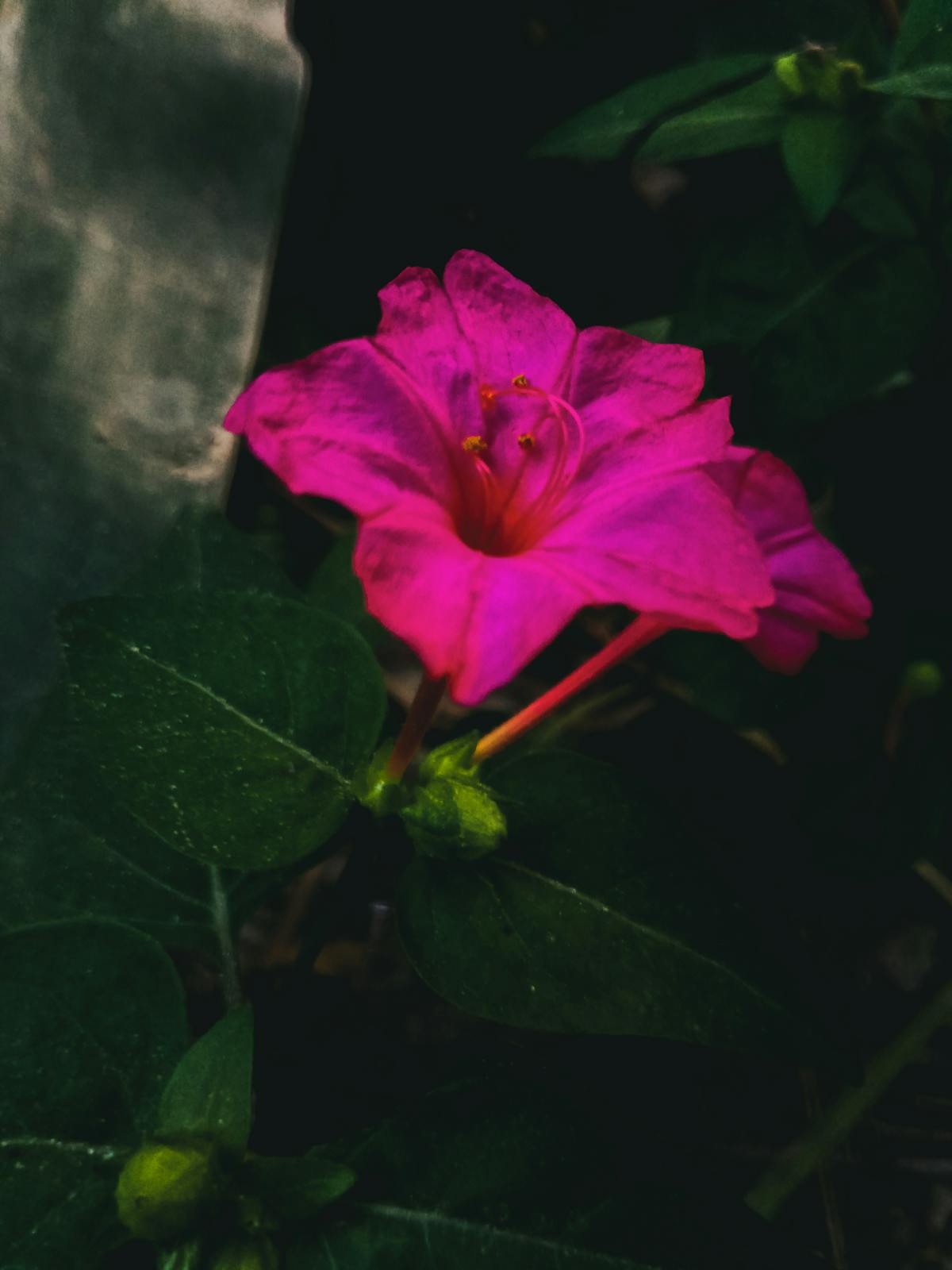 Chopped vegetables and beans in bowls ready for assembly
