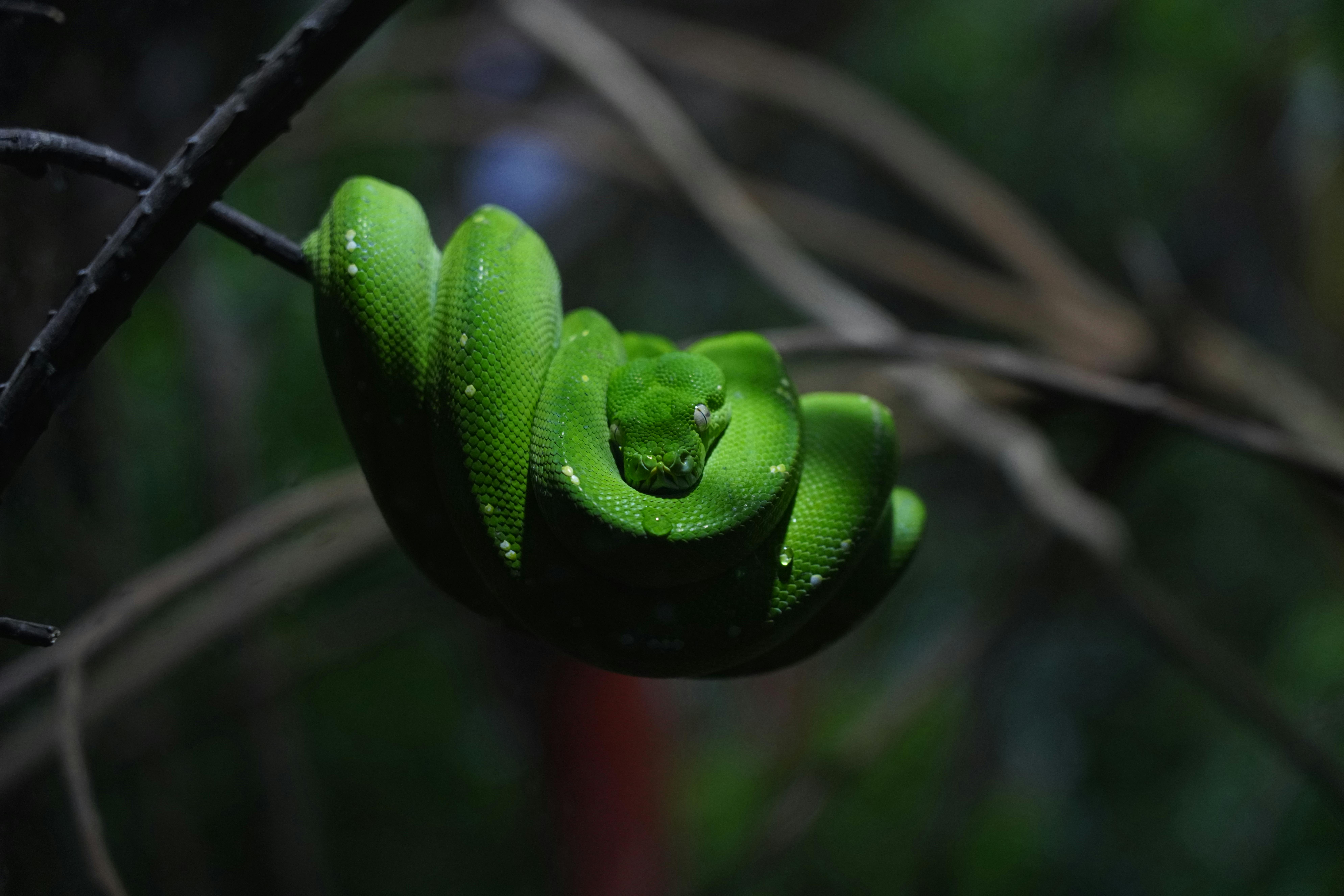 Comida de rua chinesa no Bairro Muçulmano de Xi'an