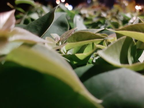 Free stock photo of dark green leaves, leaves, light Stock Photo