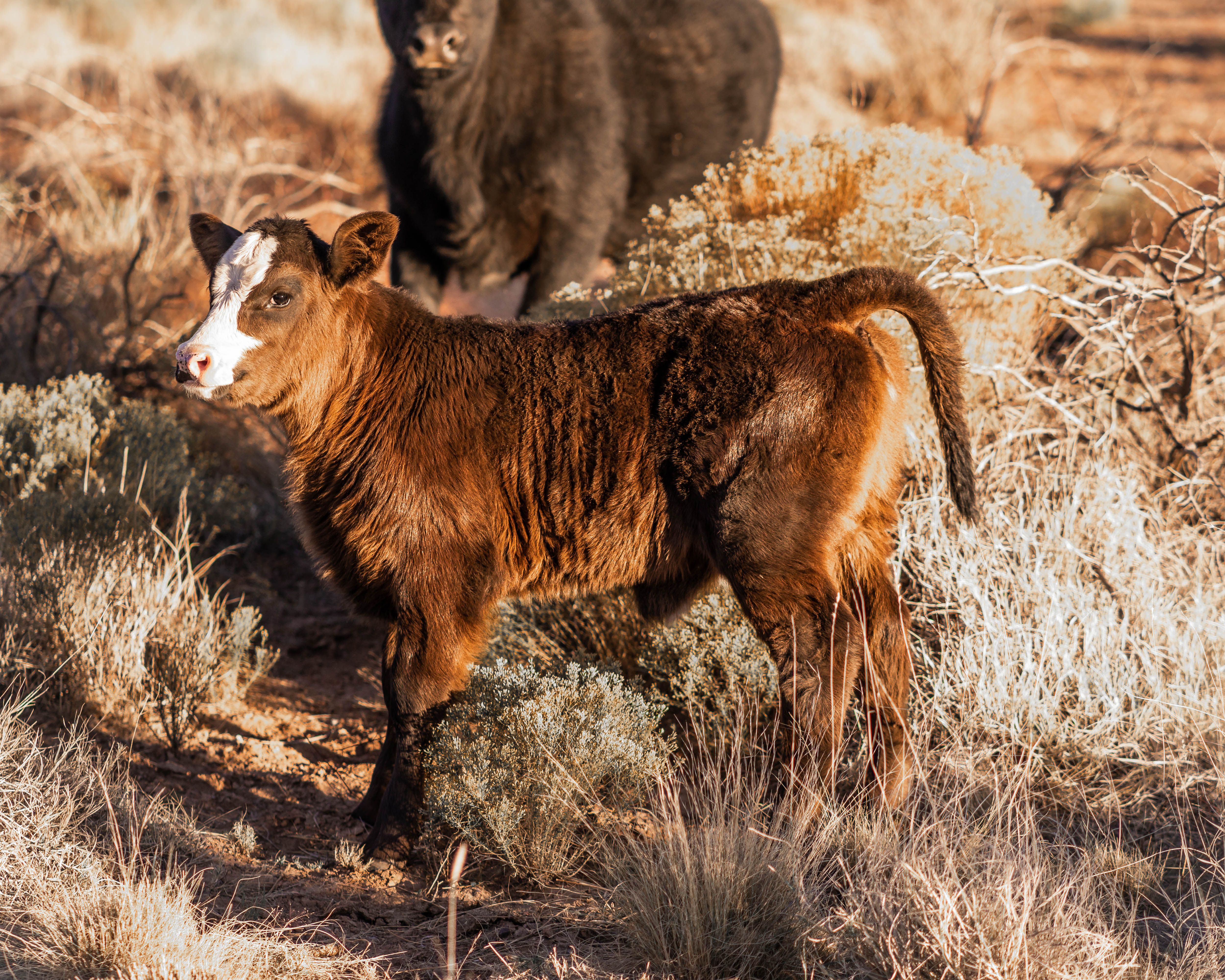 Closeup View Of Beige Cow Free Stock Photo