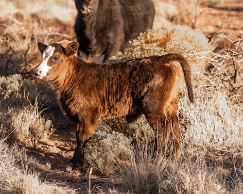 Brown and White Calf On A Field