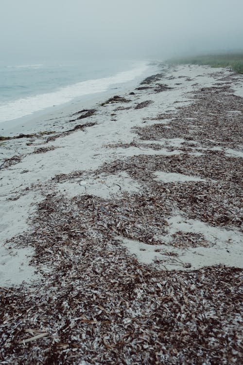 Rotten Seaweeds on the Sand