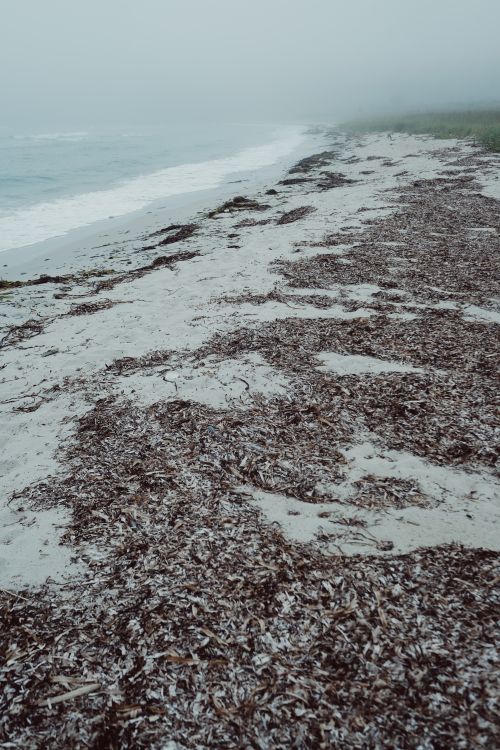 Free A tranquil beach scene with seaweed scattered on the sandy shore under an overcast sky. Stock Photo