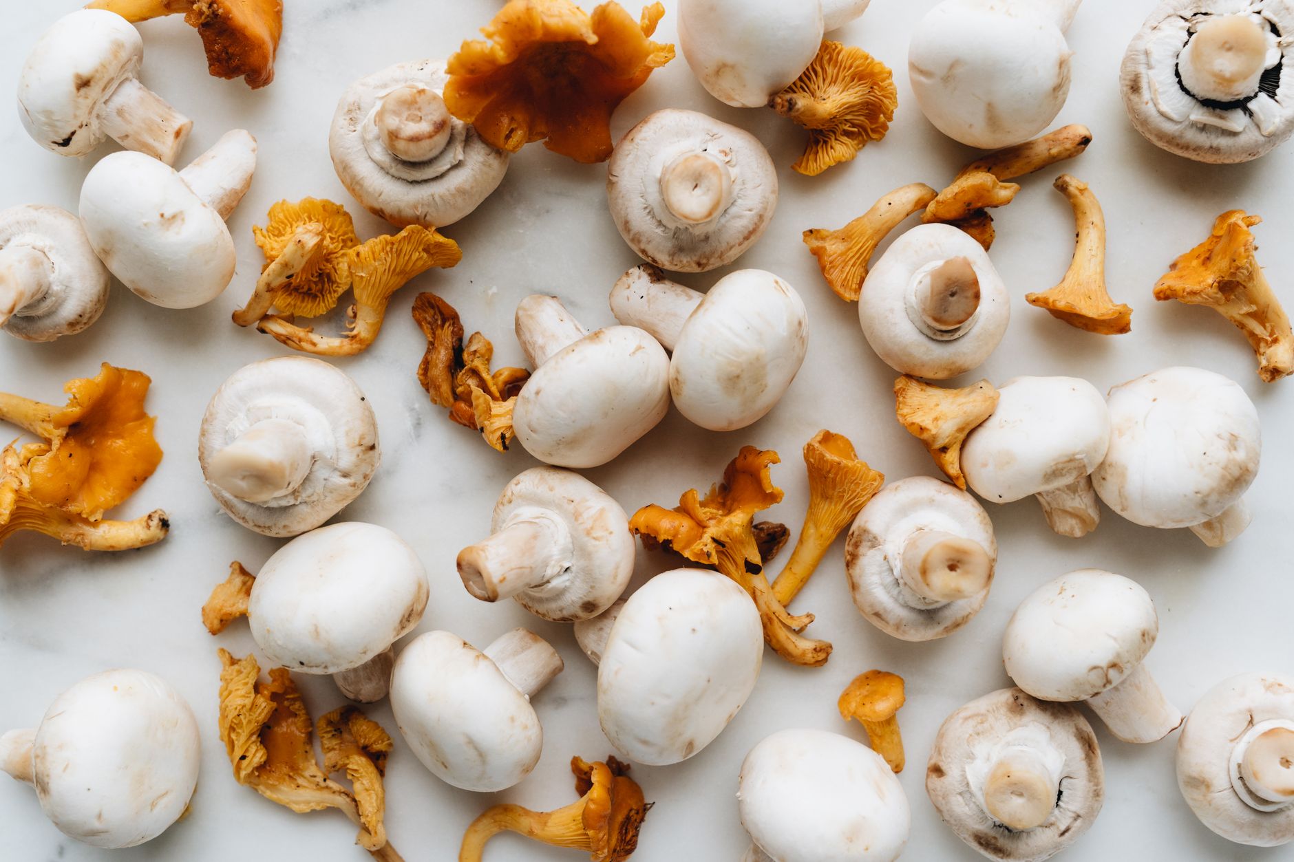 A collection of white mushrooms and chanterelles on a marble background. Perfect ingredient shot for culinary uses.