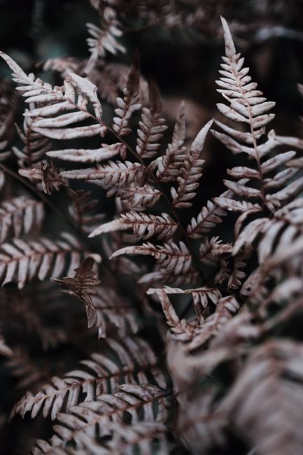 Detailed view of dried fern leaves showcasing intricate patterns and textures.