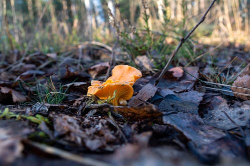 Gratis stockfoto met bruine bladeren, cantharellen, champignons