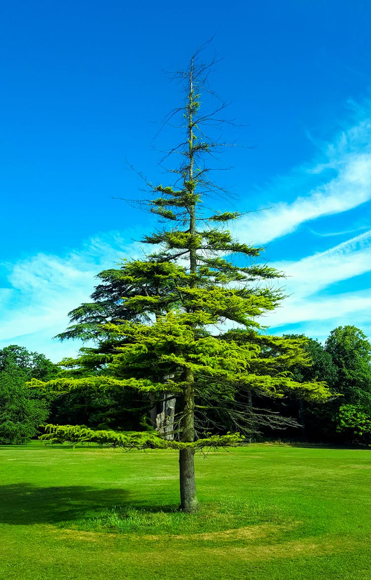 Pine Tree Growing On Green Meadow