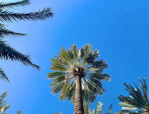 Palm Tree Leaves Against Blue Sky