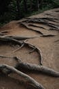 Tree Roots on Brown Soil