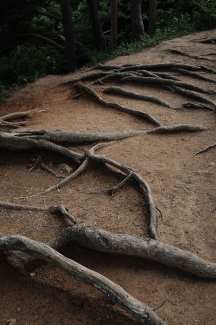 Weathered tree roots emerge from the earth along a forest trail, creating intricate patterns.