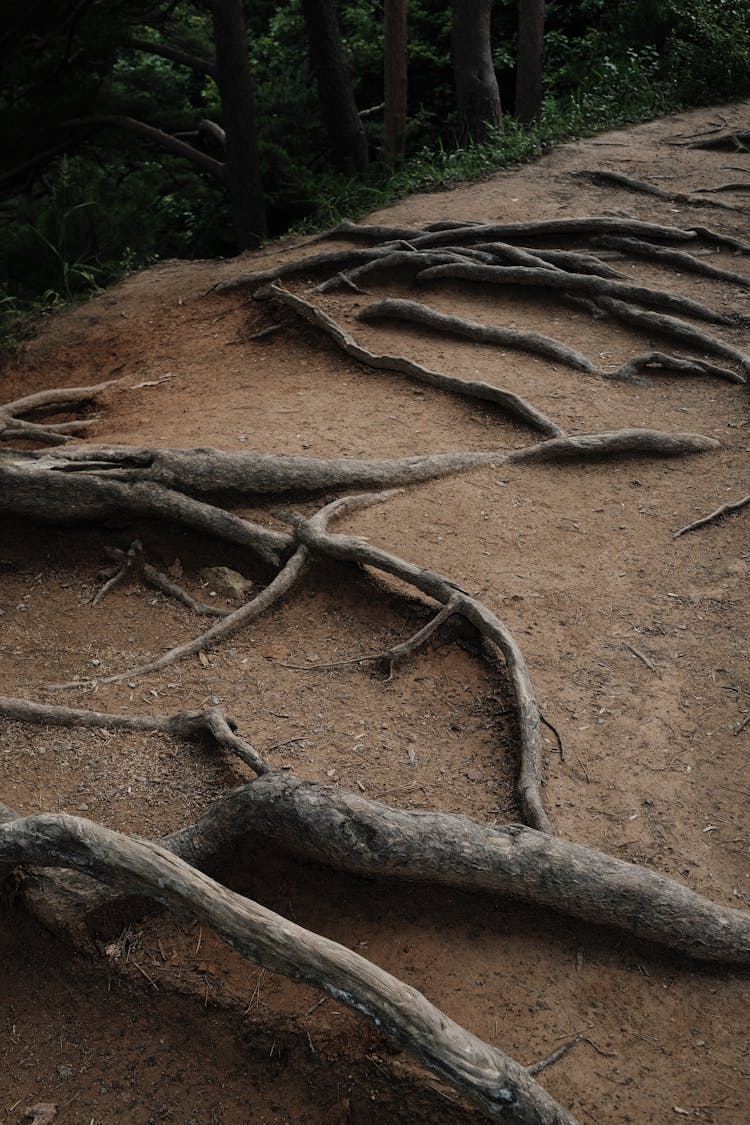 Tree Roots On Brown Soil 