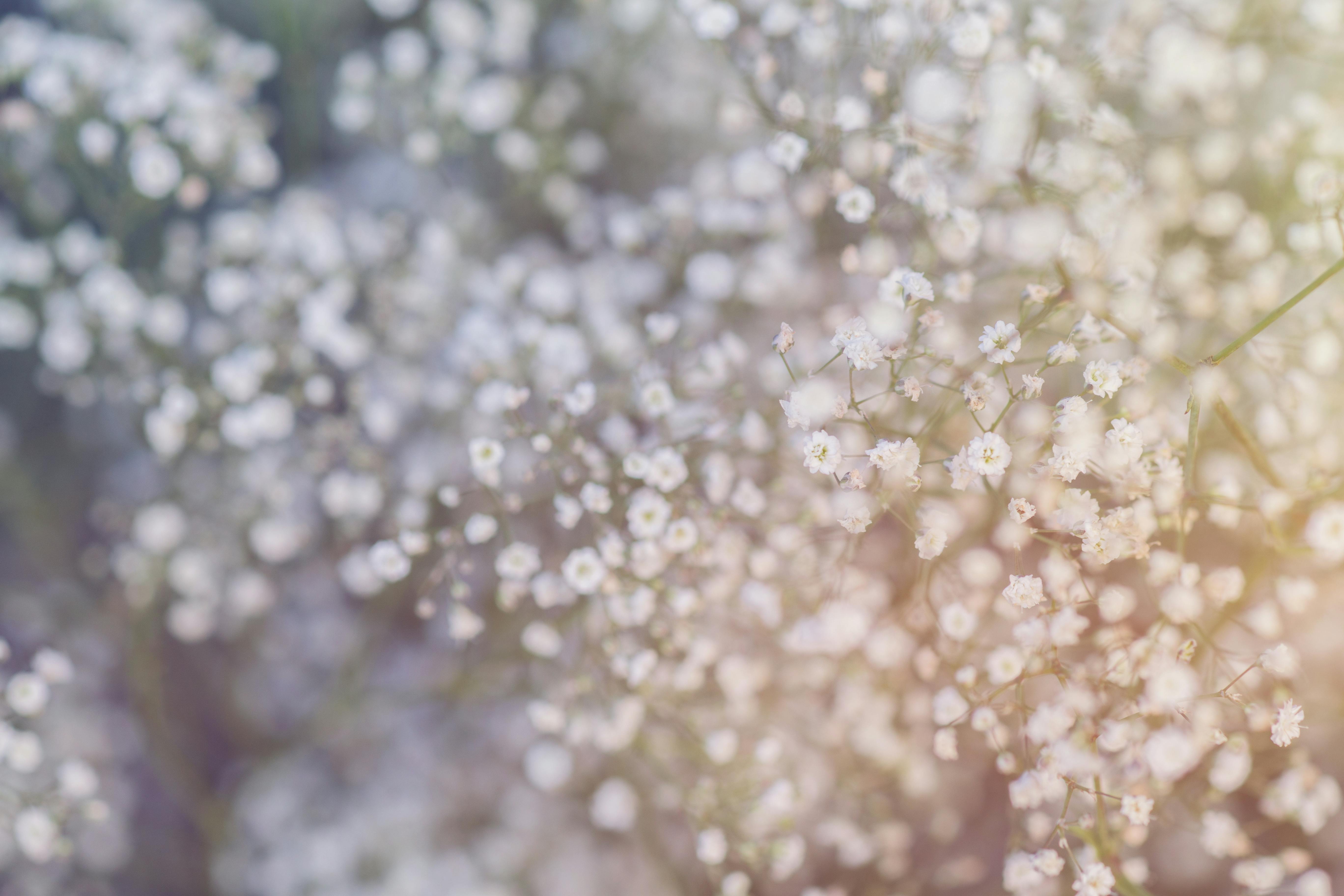 Pink and Purple Flower Field \u00b7 Free Stock Photo