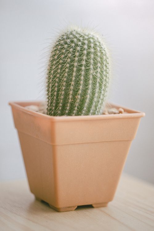 Free A close-up shot of a cactus in a terracotta pot on a wooden surface with a soft focus. Stock Photo