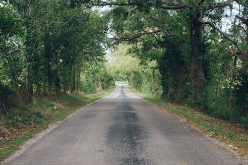 Free Gray Concrete Road Near Green Leafed Trees Stock Photo