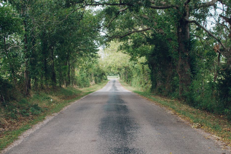 Peaceful country road flanked by lush green trees, perfect for travel and exploration.