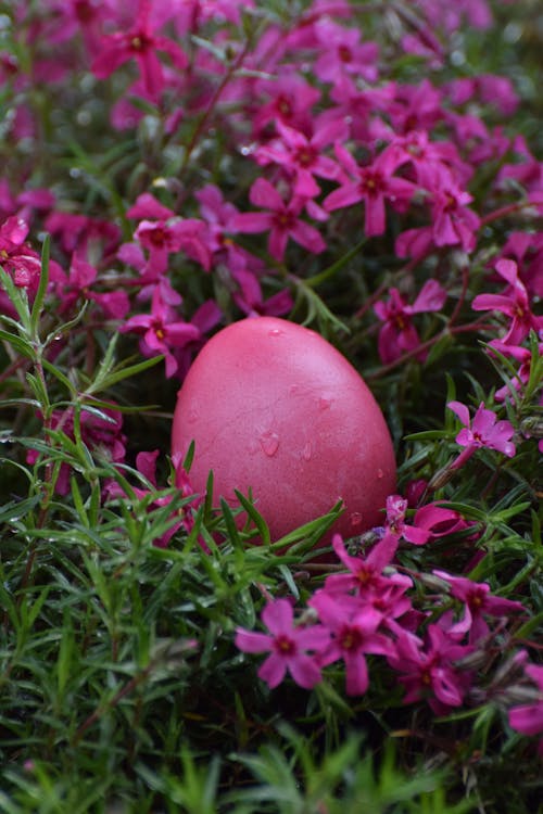 Close Up of Easter Egg Between Flowers