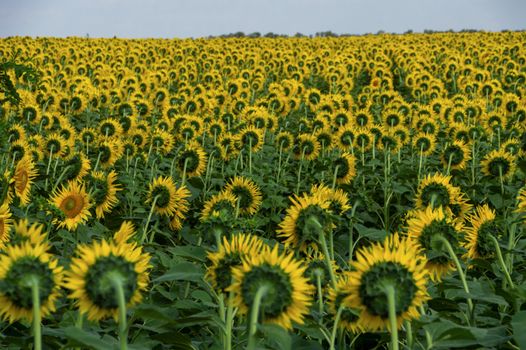Vibrant sunflower field in full bloom under clear skies, showcasing nature's beauty.