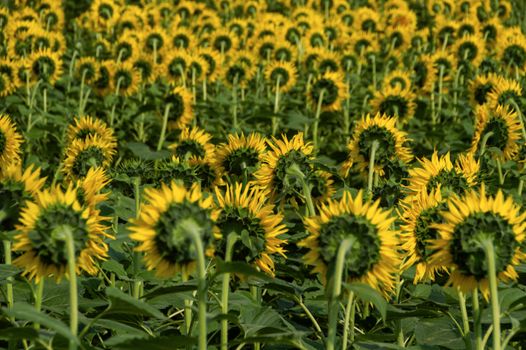 A lush field of sunflowers with their heads turned, capturing the summer's essence.